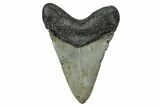 Fossil Megalodon Tooth - North Carolina #355844-2